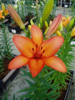 [1674 Amateras No01.JPG]